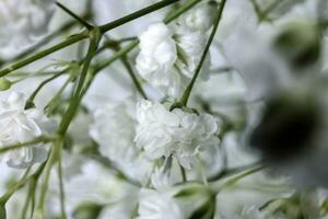 små vit upptagen bebis andetag blomma knippa på vit bakgrund foto