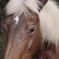 vacker brun häst porträtt