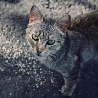 vacker grå tillfällig kattporträtt foto