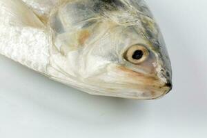 tenualosa ilisha hilsa sill terbuk fisk på vit bakgrund foto