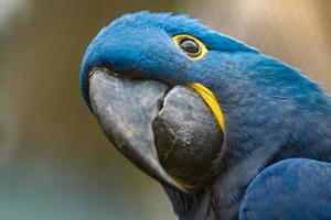 porträtt av hyacint macaw foto