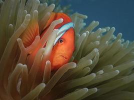 orange clownfisk i en anemone