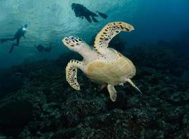 havssköldpadda med dykare i havet foto
