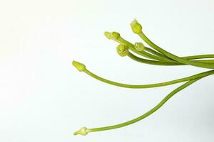 vitlök blomma knopp grön stam på vit bakgrund foto