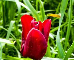 de knopp av en mörk röd tulpan av de mascara mängd i de vår parkera är bara början till blomma foto