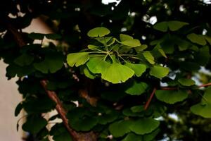 färsk ljus grön löv av gingko biloba. naturlig blad textur bakgrund. grenar av en gingko träd i nitra i slovakien. latin namn gingko biloba l. foto