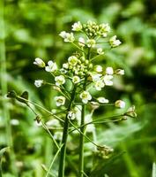 grön vit blomma ogräs gräs herdar handväska eller kapsel bursa pastoris som bakgrund bild foto