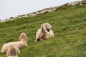 får i dolomiterna foto