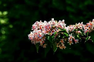 kolkwitzia amabilis rosa blomstrande skönhet buske, stänga upp. linnea amabilis reste sig blommor i trädgård, närbild. ljus rosa blommande växt i parkera. foto