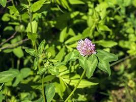 trifolium pratense, röd klöver. samla värdefullt blommor fn de äng i de sommar. medicinsk och honungsbärande växt, foder och i folk medicin medicinskt skulpterad vild örter. foto