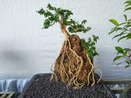 bonsai kommer vara framgångsrikt genom de bearbeta av omtänksam för så många oräkneliga gånger, Inklusive implikationer, skärande, böjning, Inklusive vård, till uppnå de mest skön bonsai träd. foto