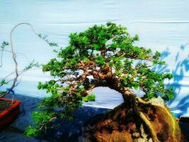 bonsai kommer vara framgångsrikt genom de bearbeta av omtänksam för så många oräkneliga gånger, Inklusive implikationer, skärande, böjning, Inklusive vård, till uppnå de mest skön bonsai träd. foto