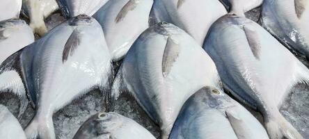 färsk marknadsföra och salt vatten pomfret stänga upp skott. fisk marknadsföra och pomfret stänga upp skott med is. sydöst asiatisk hav mat och fiskar i en fisk marknadsföra. färsk och utsökt hav fisk med is kuber. foto