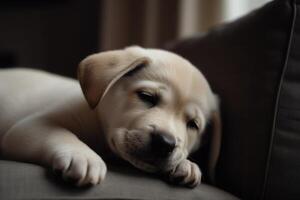 labrador valp sovande på de soffa i de levande rum, mjuk fokus. ai genererad foto