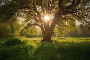 skön sommar landskap med ett gammal ek träd och Sol i de morgon, en skön natur se med en grön träd i de morgon, ai genererad foto