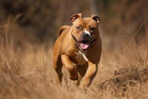 amerikan Staffordshire terrier löpning i de fält med en suddig bakgrund ai genererad foto