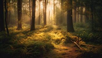 mystisk höst skog, lugn gångstig, bakgrundsbelyst förbi vibrerande solljus genererad förbi ai foto