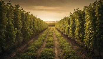 organisk vingård tillväxt, mogen frukt, solnedgång vin industri skönhet genererad förbi ai foto