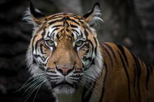 porträtt av sumatran tiger foto