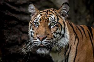 porträtt av sumatran tiger foto