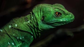 plumerad basilisk i terrarium foto