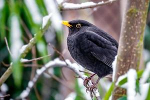 porträtt av blackbird foto