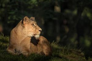 södra afrikanska lejonet foto