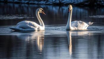 majestätisk svan simning i lugn damm, reflekterande naturlig skönhet genererad förbi ai foto