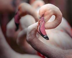 porträtt av större flamingo foto