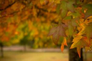 abstrakt bakgrund av höst löv höst bakgrund, skön falla landskap på höst gul röd och brun i falla månader foto