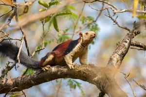 malabar jätteekorre eller ratufa indica foto