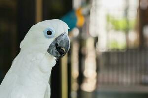 stänga upp vit Cacatua kakadua papegotin fläck bakgrund. foto