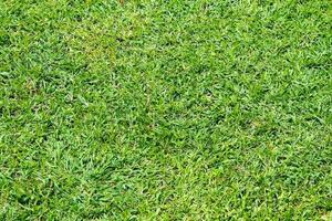 grönt gräs golv textur bakgrund. foto
