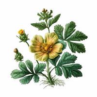 blomma potentilla illustration ai genererad foto