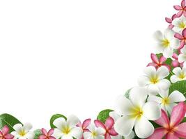 frangipani blomma ram på vit bakgrund foto