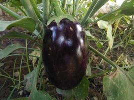 äggplanta växt växande i gemenskap trädgård. aubergine äggplanta växter i plantage. aubergine grönsaker skörda. äggplanta frukt och grön löv foto