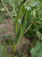tappa bort upp av färsk bhindi, lady fingrar, okra grön vegetabiliska abelmoschus esculentus foto