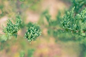 enbär trädgren konsistens grön nål bakgrund defokuserad närbild foto
