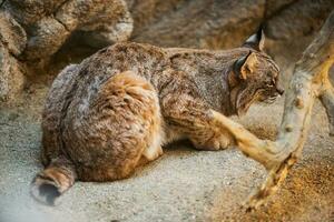 jakt bobcat närbild foto