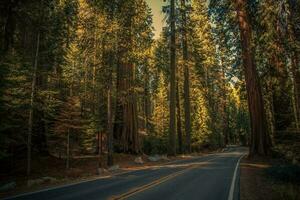 sequoia nationell parkera naturskön rutt foto