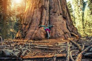 kramas jätte sequoia redwood foto