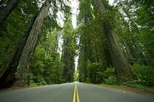 redwood stat parkera foto