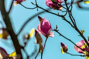 jane magnolia blomma