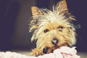 valp terrier hund spelar foto