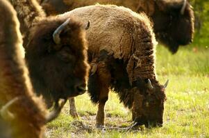 yellowstone amerikan bison foto