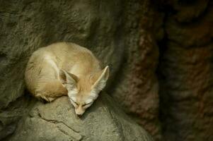 sovande fennec räv foto