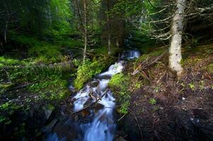 montana skog se foto