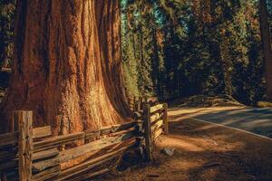 utforska kalifornien sequoias nationell parkera foto