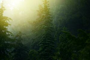 dimmig mystisk skog foto