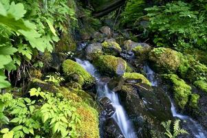 olympisk nationalpark foto